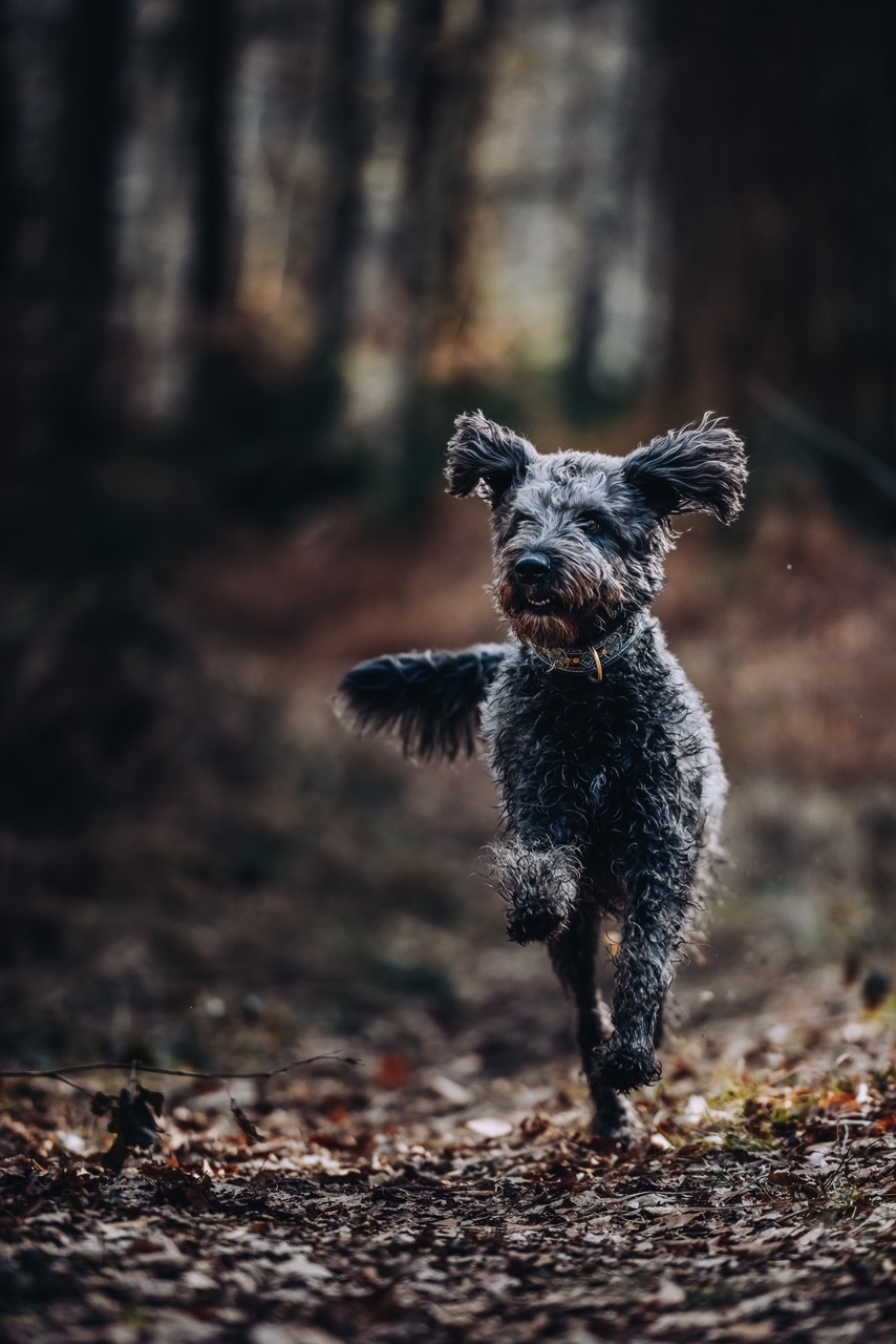 Rennender Hund im Wald