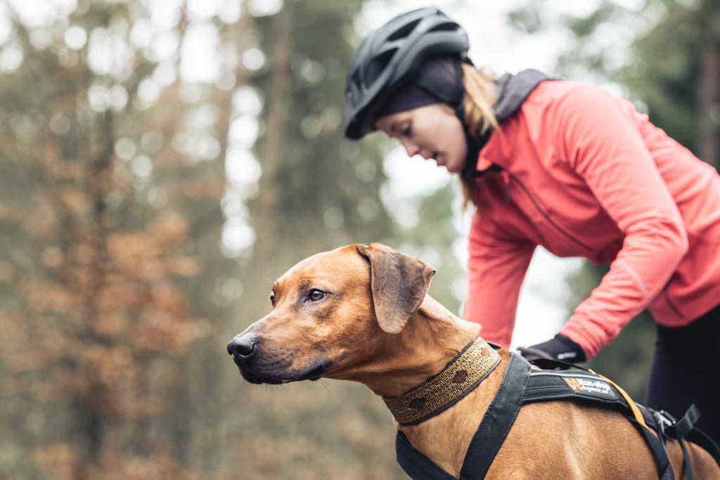 Hund läuft neben einer Frau auf einem Fahrrad