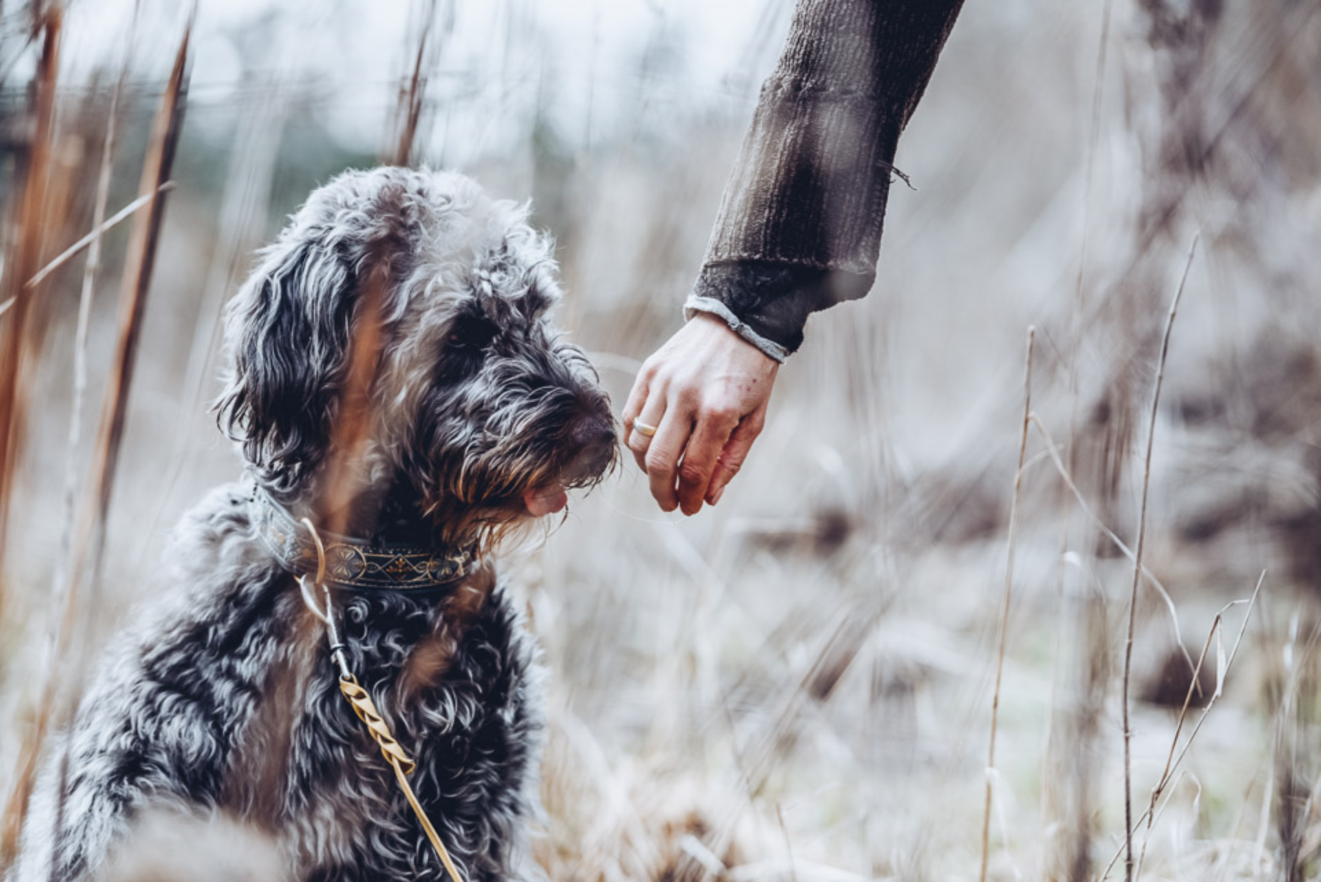 Hund sitzt in hohem Grass und schnüffelt eine Hand