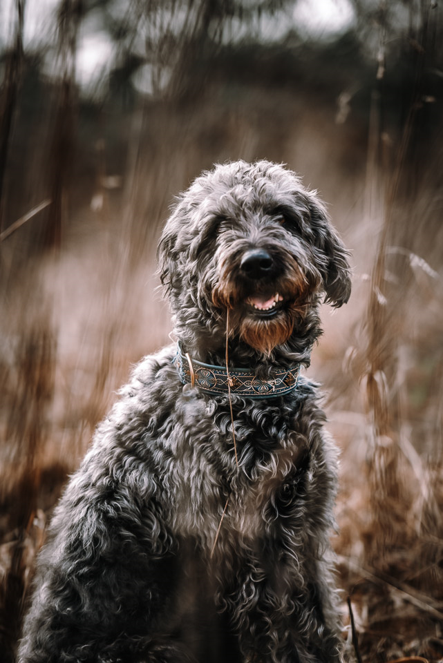 Hund sitzt im hohen Grass